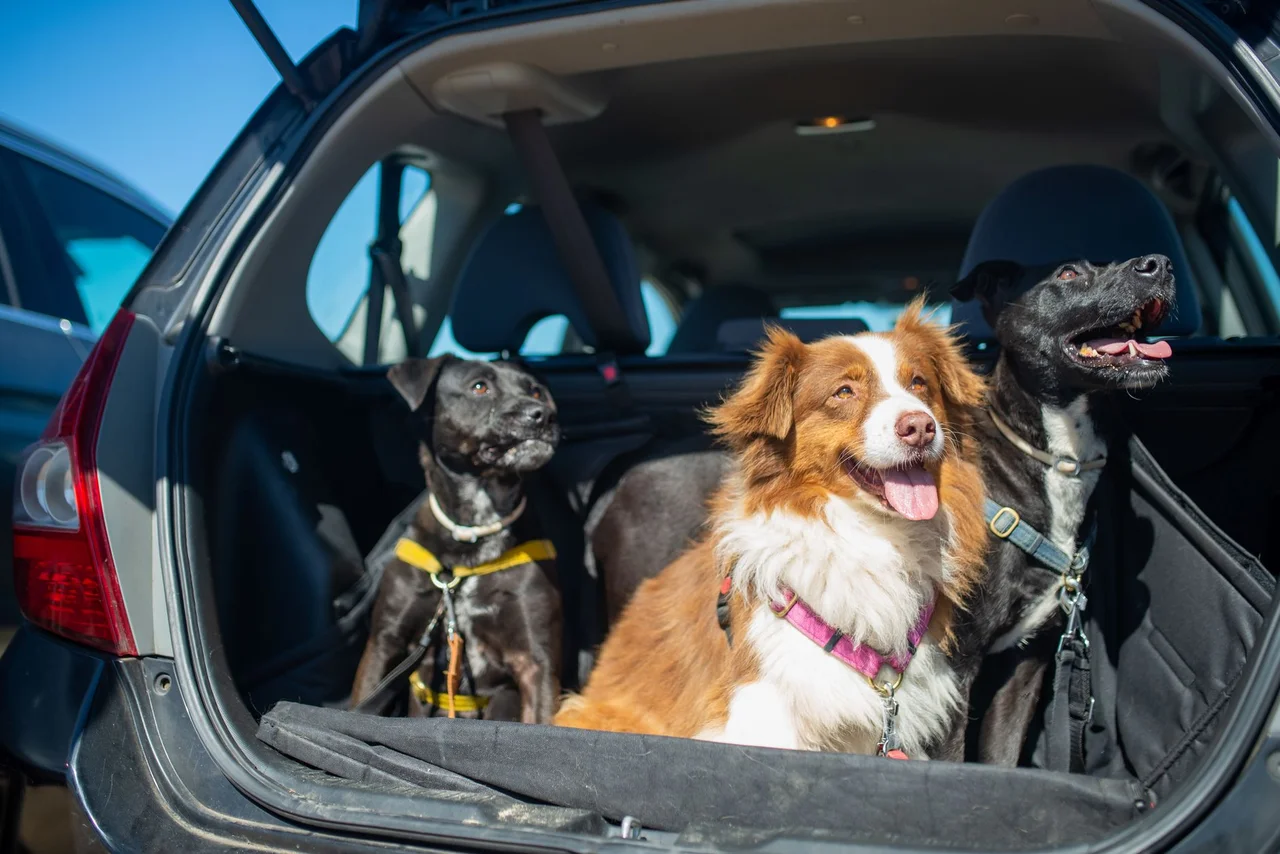 Transporte de Animais de Estimação no Carro: Regras e Boas Práticas